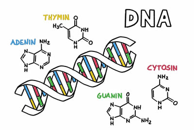 DNA